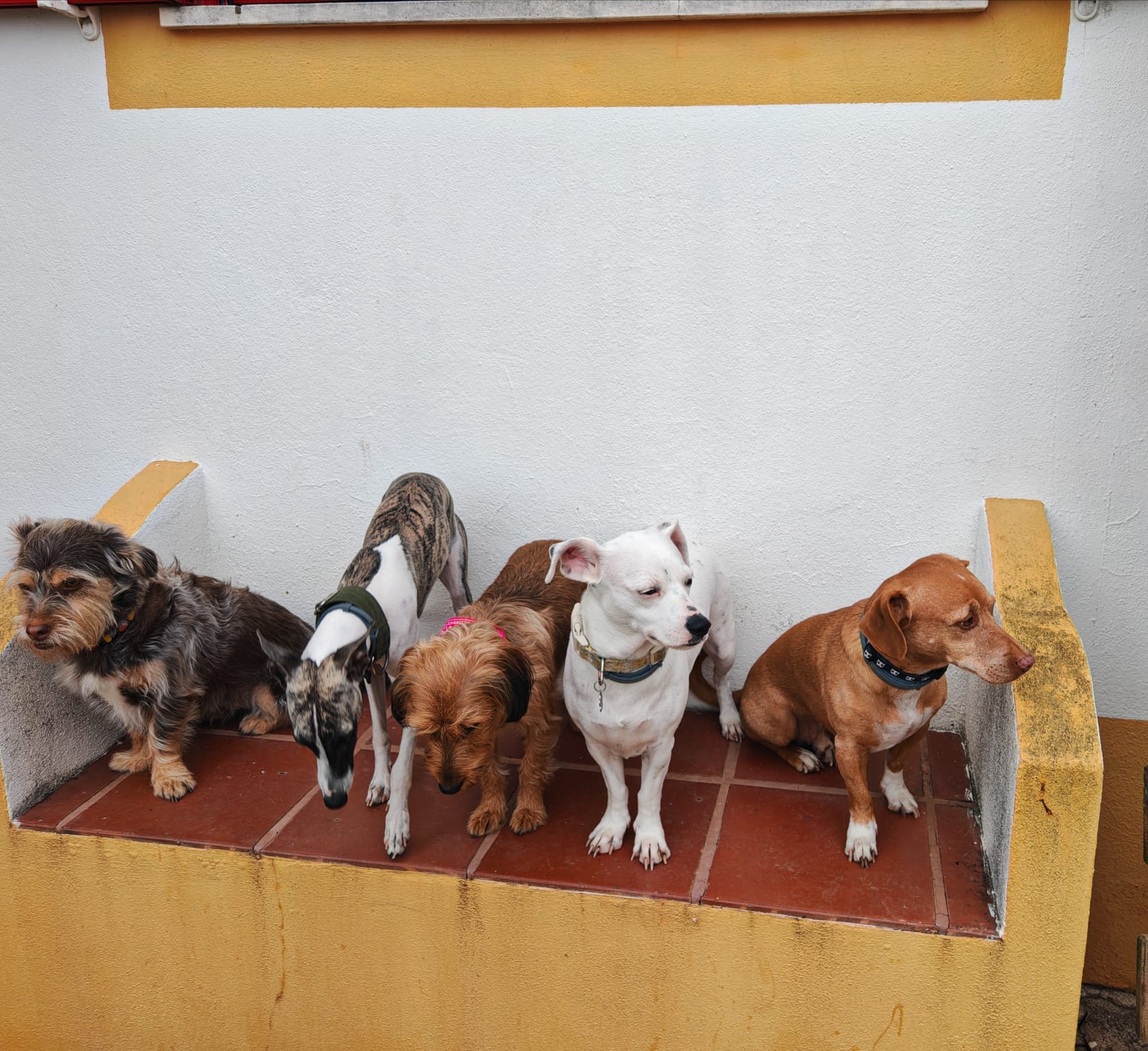 Creche Canina